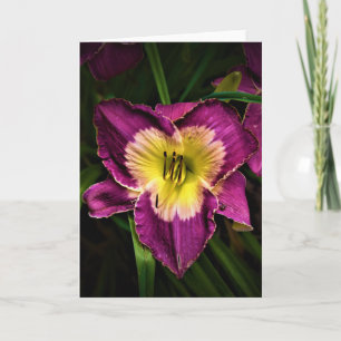 Lily & Ladybug, Karte