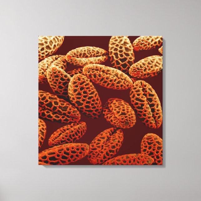 Lily Leinwanddruck (Vorderseite)