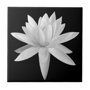 Lily Lotus Black und White Fine Art Fotograf Fliese