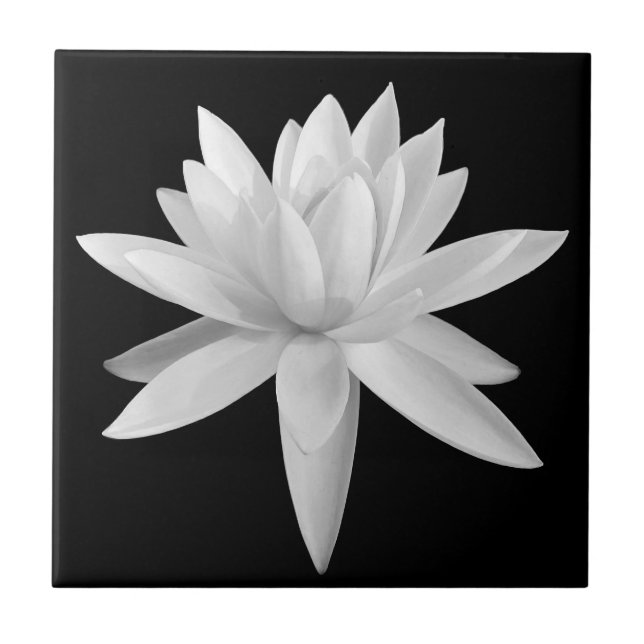 Lily Lotus Black und White Fine Art Fotograf Fliese (Vorderseite)