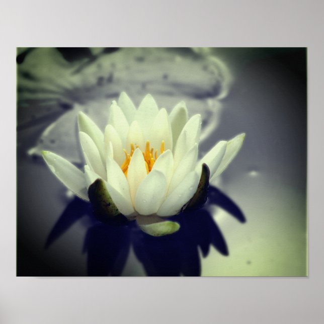 Lily Lotus Blume Poster (Vorne)