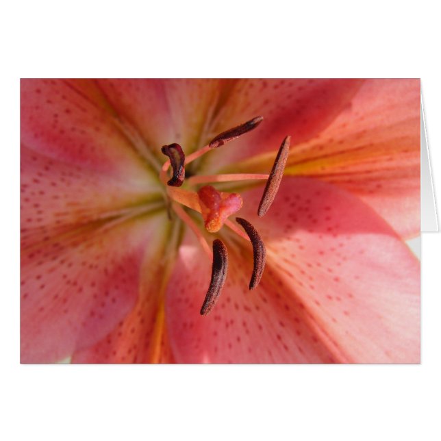 Lily Macro Blume Foto (Vorderseite (Horizontal))