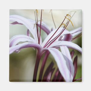 Lily Magnet