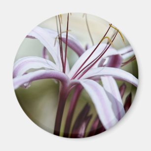 Lily Magnet