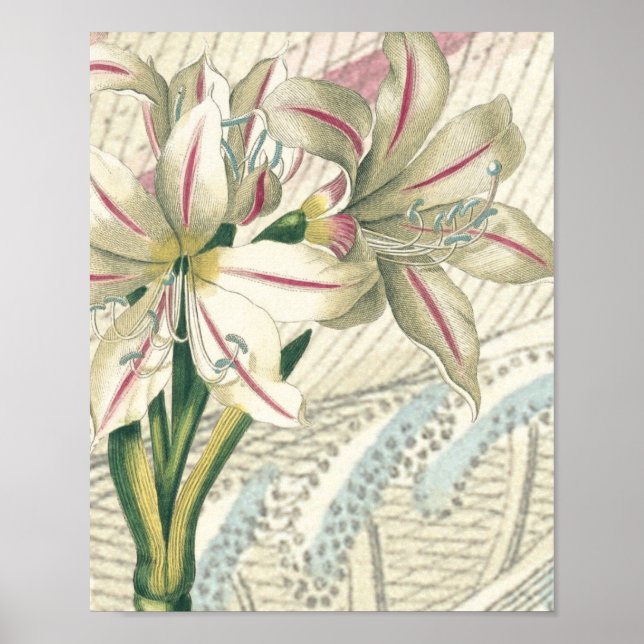 Lily mit der Erweiterung Poster (Vorne)