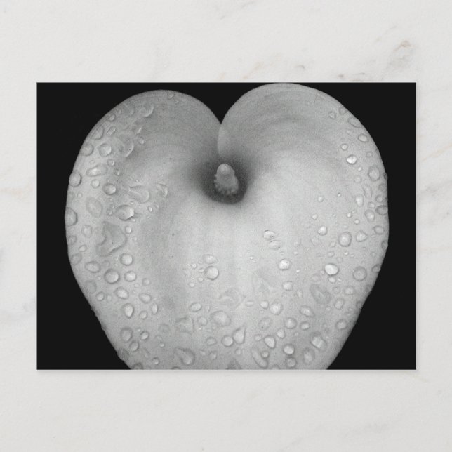 Lily mit Regentropfen Postkarte (Vorderseite)
