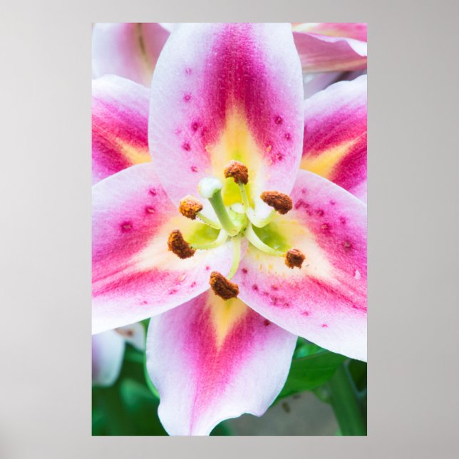 Lily Nah-up Poster (Vorne)