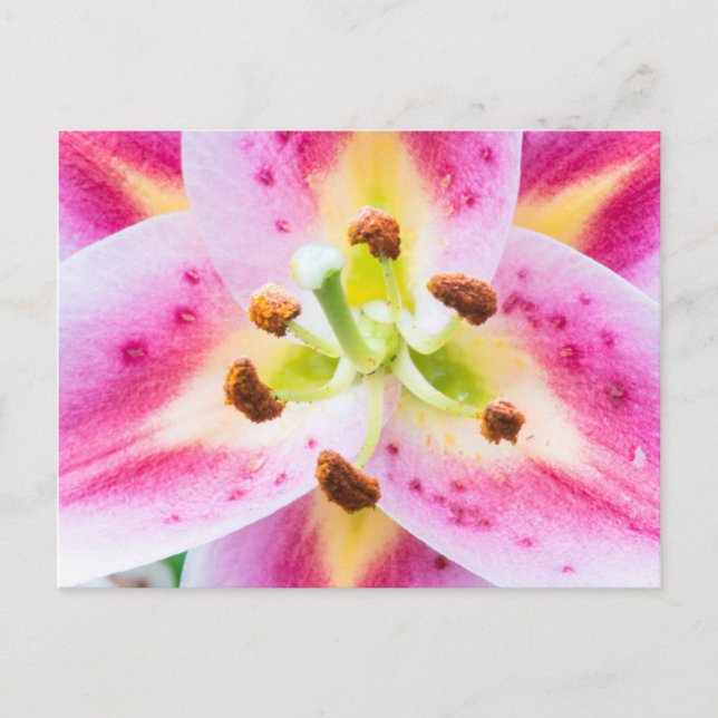 Lily Nah-up Postkarte (Vorderseite)