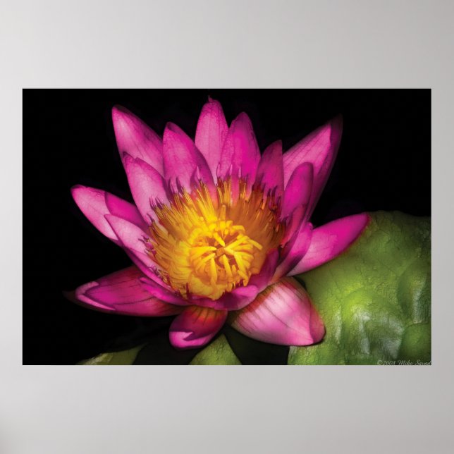 Lily - Nymphaea Ruby - Passion Poster (Vorne)