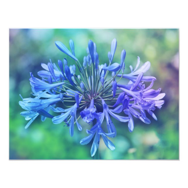 Lily of the Nile Foto Erweiterung (Vorne)