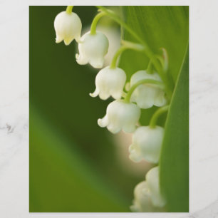 Lily of the Valley Blume