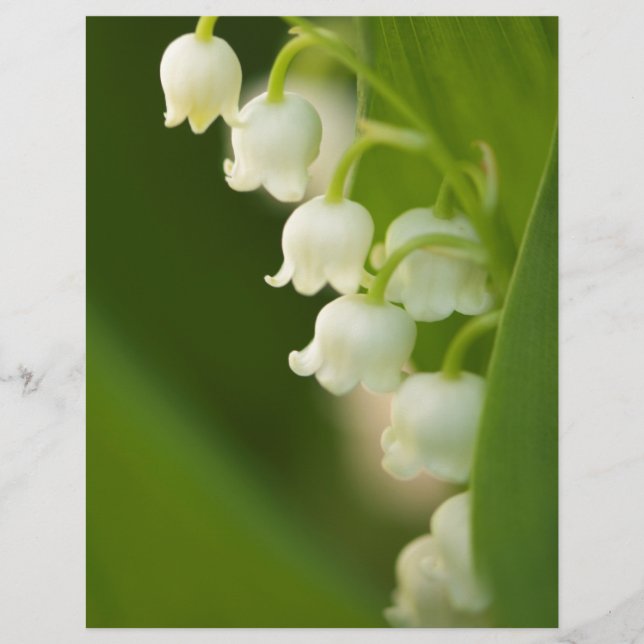 Lily of the Valley Blume (Vorderseite)
