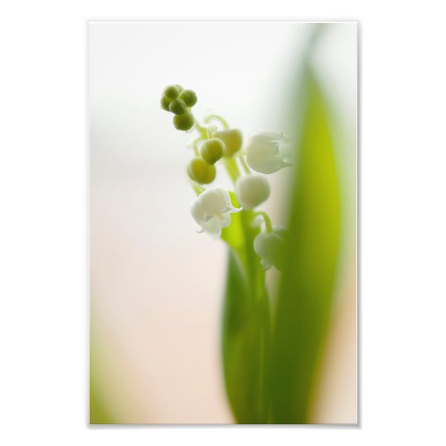 Lily of the Valley Blume Fotodruck (Vorne)