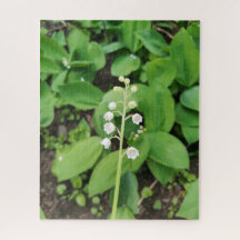 Lily of the Valley Blume