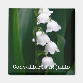 Lily of the Valley Botanical Magnet