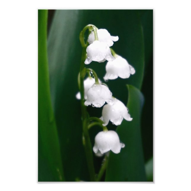 Lily of the Valley Fotodruck (Vorne)