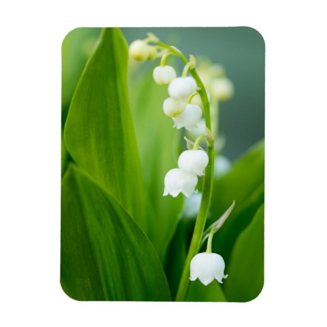 Lily of the Valley Magnet (Vertikal)