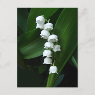 Lily of the Valley Postcard Postkarte