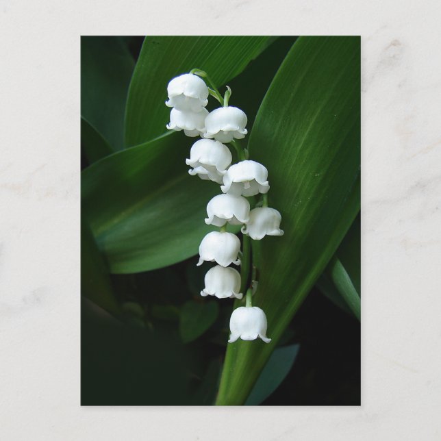 Lily of the Valley Postcard Postkarte (Vorderseite)