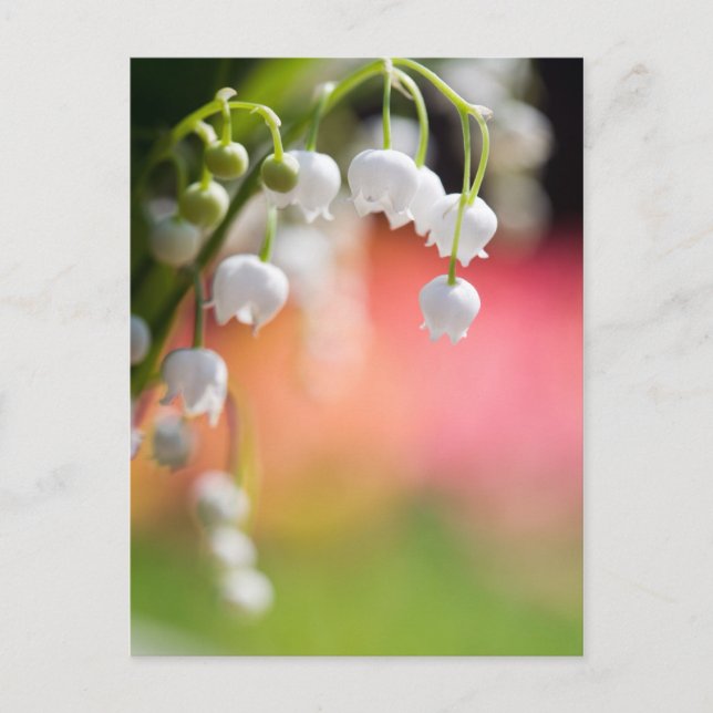 Lily of the Valley Postcard Postkarte (Vorderseite)