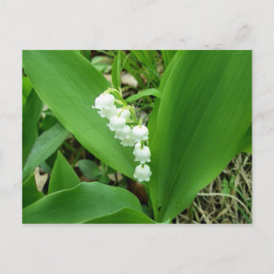 Lily of the Valley Postcard Postkarte