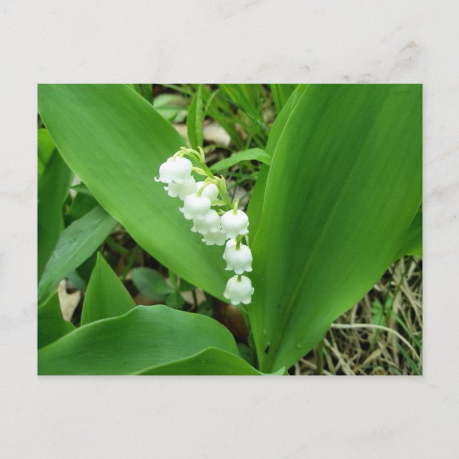 Lily of the Valley Postcard Postkarte (Vorderseite)