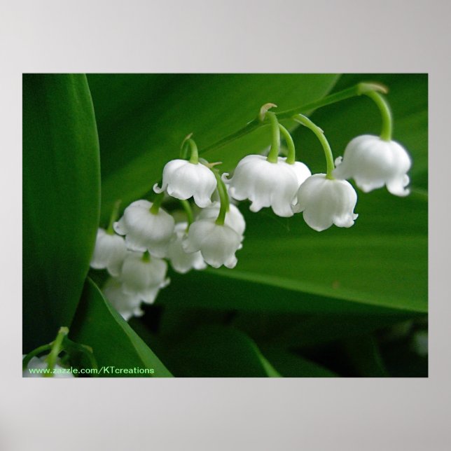 Lily of the Valley Poster (Vorne)