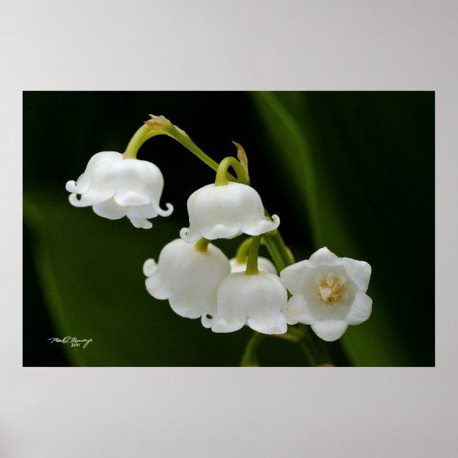 Lily of the Valley Poster (Vorne)