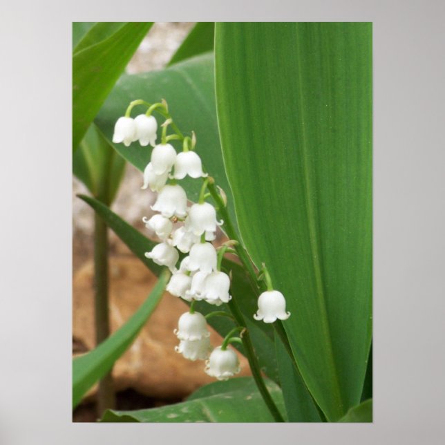 Lily of the Valley Poster (Vorne)
