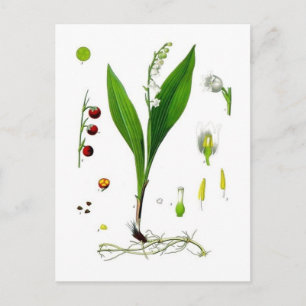 Lily of the Valley Postkarte