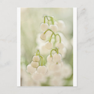 Lily of the Valley Postkarte