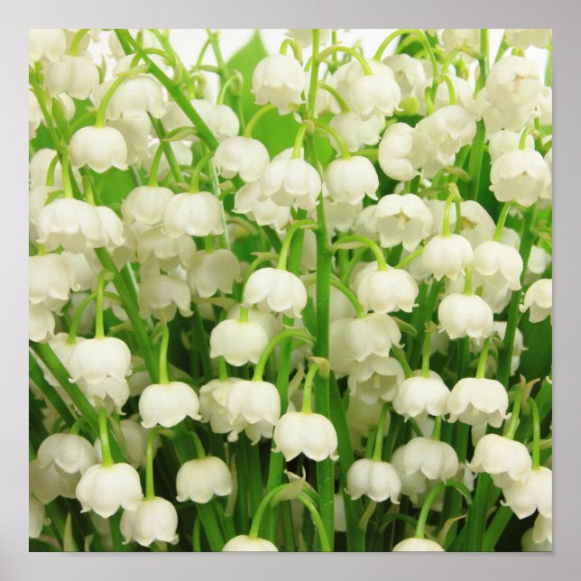 Lily of the Valley Spring Flowers Poster (Vorne)