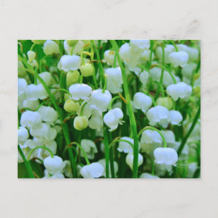 Lily of the Valley Spring Flowers Postkarte