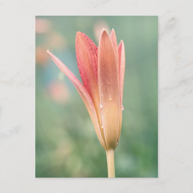 Lily öffnet am Taufe Postkarte (Vorderseite)