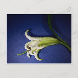Lily on Blue Postkarte