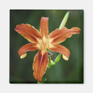 Lily P6588 Magnet