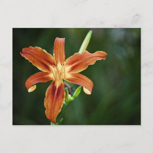 Lily P6588 Postkarte (Vorderseite)
