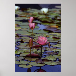 Lily Pad Art Posters -24x36 - andere Größen verfüg Poster