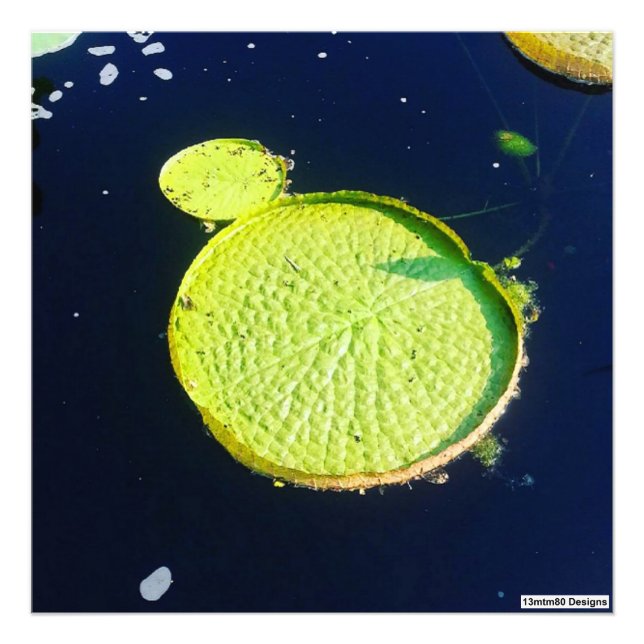 Lily Pad (Chicago) - Foto Print (Vorne)