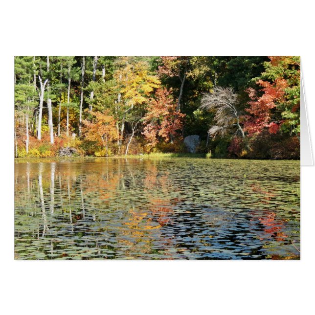 Lily Pad Cove - Whitney Pond (Vorderseite (Horizontal))