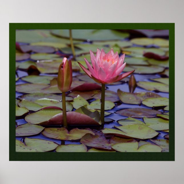Lily Pad Foto Prints -24x20 andere Größen verfügba Poster (Vorne)