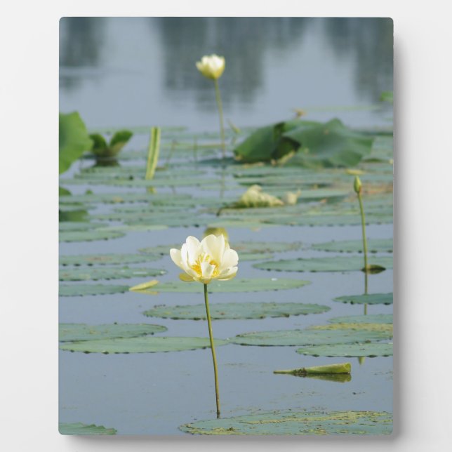 Lily Pad Fotoplatte (Vorderseite)