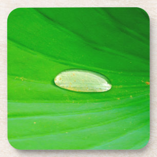 Lily Pad Hard Plastic Coaster Getränkeuntersetzer
