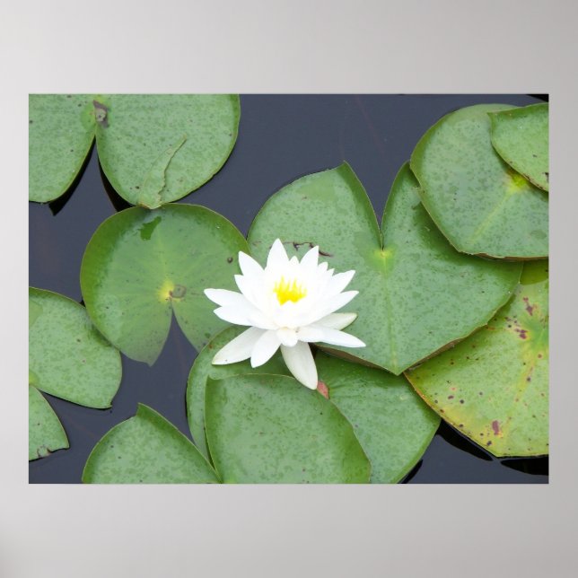 Lily Pad Poster (Vorne)