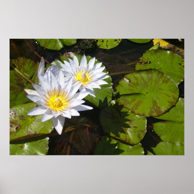 Lily Pad Print Poster (Vorne)