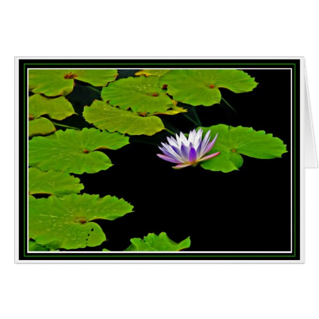 Lily Pads (Vorderseite (Horizontal))