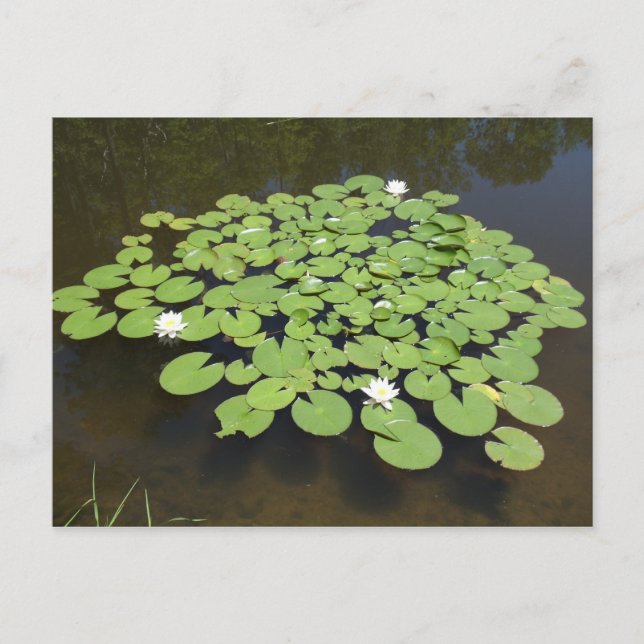 Lily Pads on Pond - Postcard Postkarte (Vorderseite)