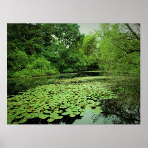 Lily Pads on the Pond Poster