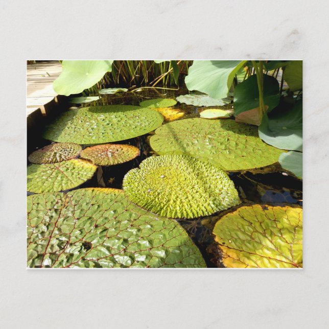 Lily Pads Postcard Postkarte (Vorderseite)