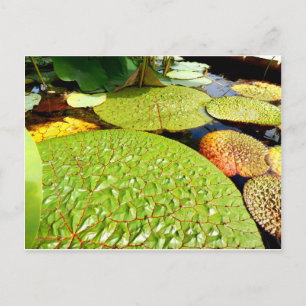 Lily Pads Postcard Postkarte